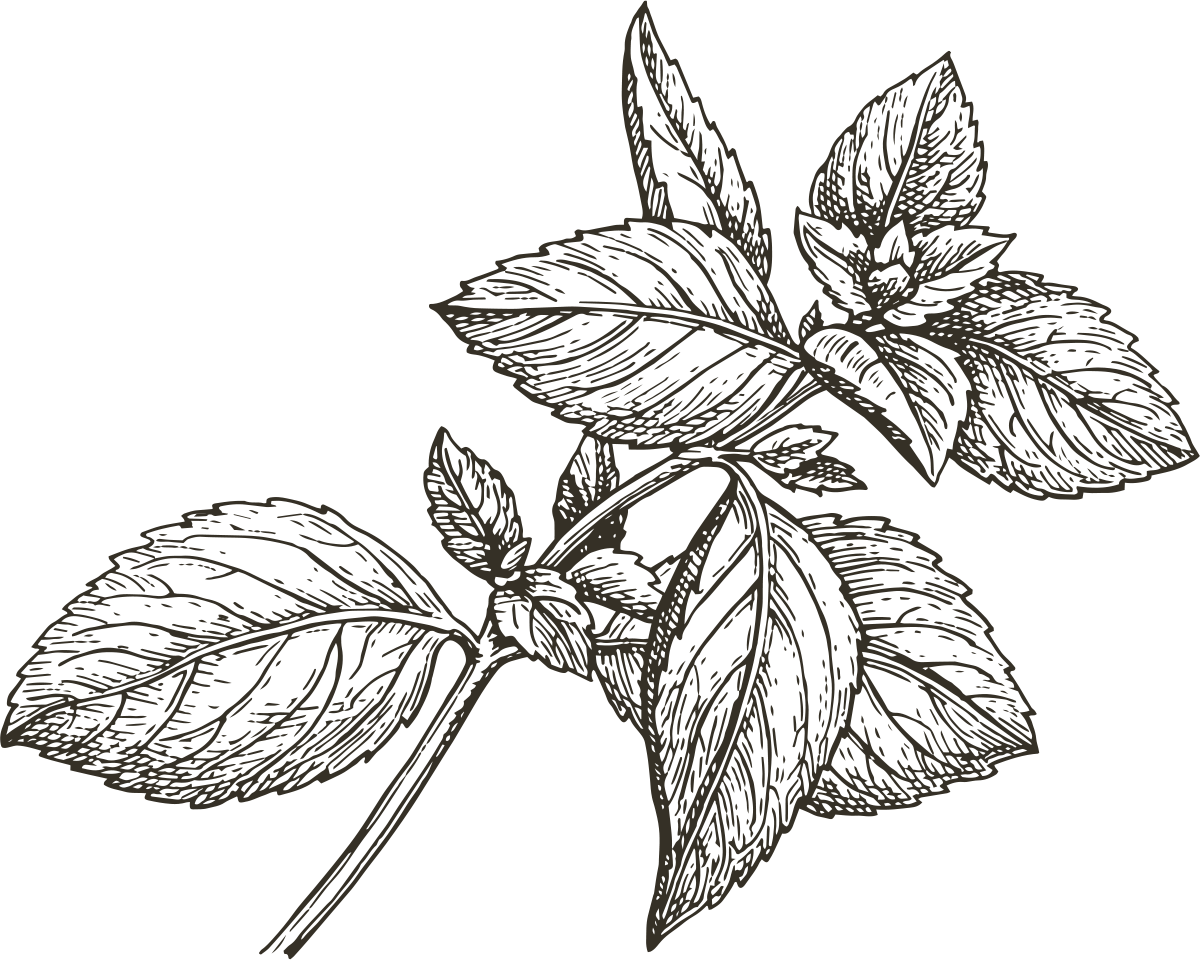 Mint Leaves