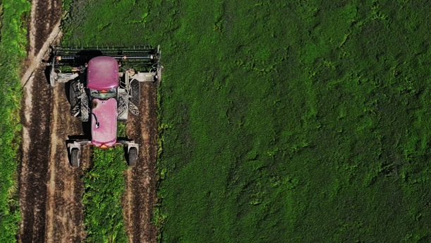 Tractor Swathing and Cutting Mint field