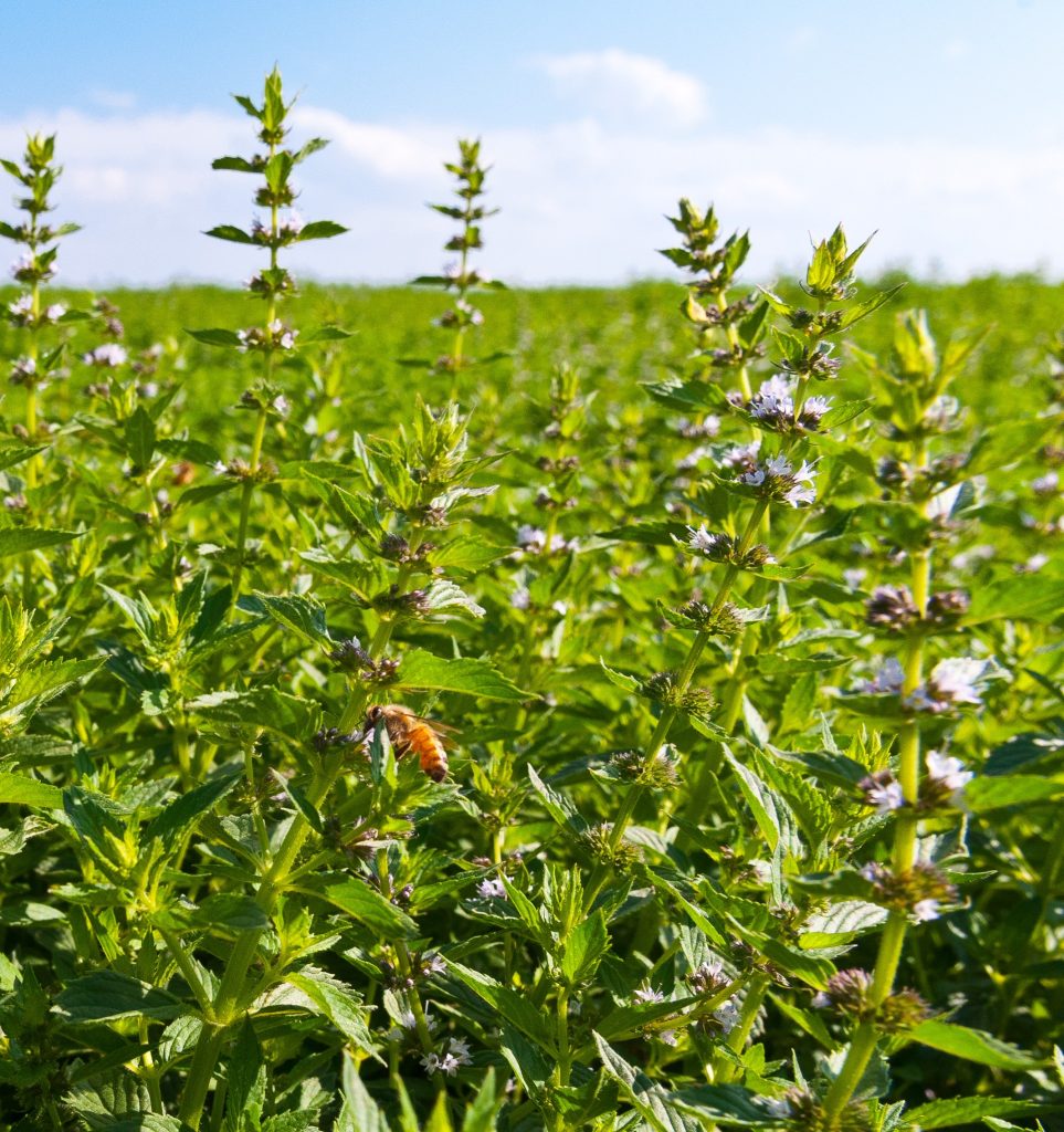 spearmint plants in the field