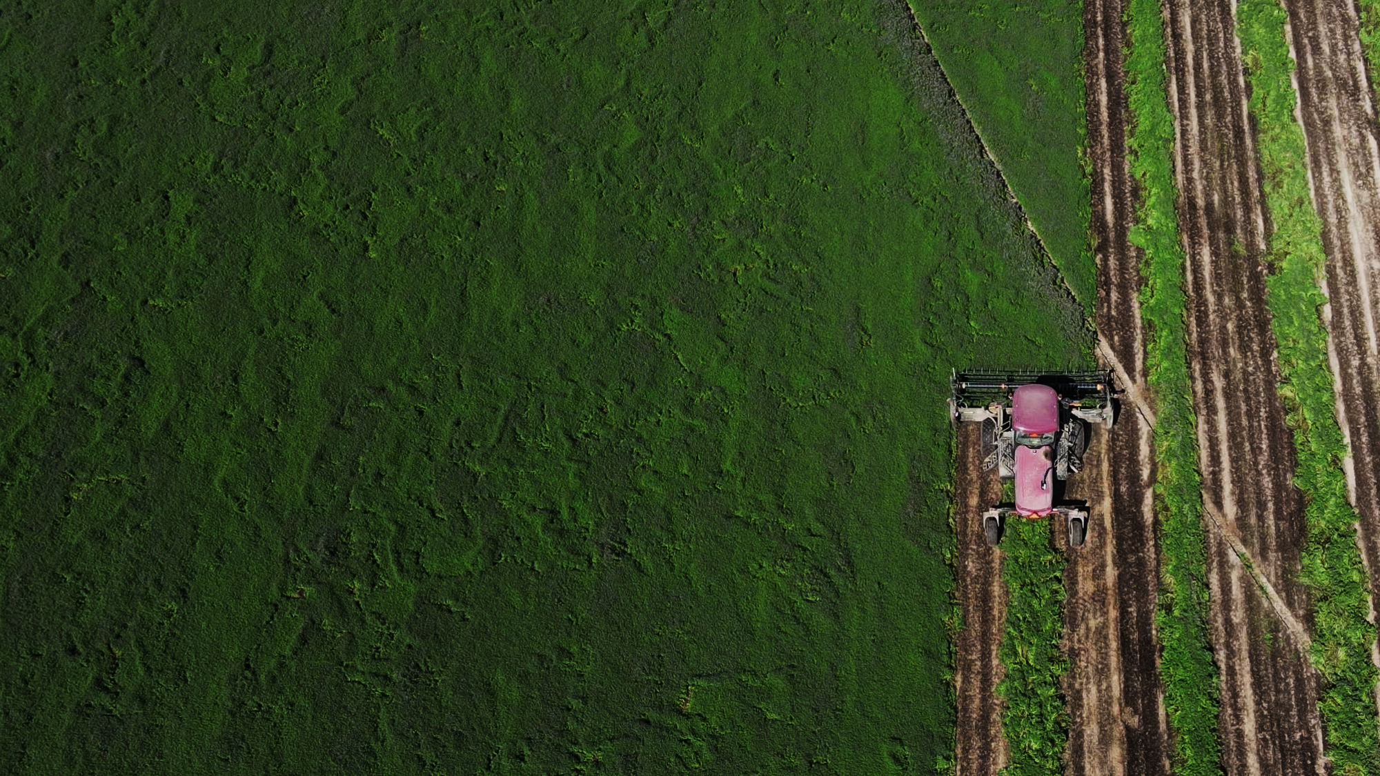 Swather cutting in a mint field