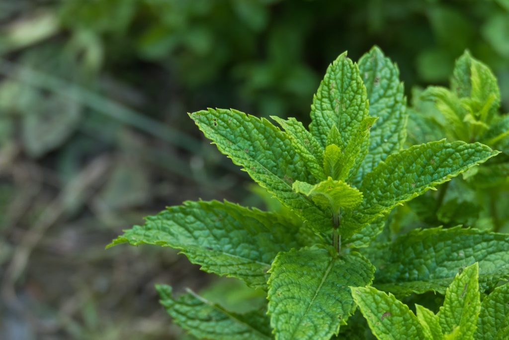 spearmint plant closeup view mentha spicata