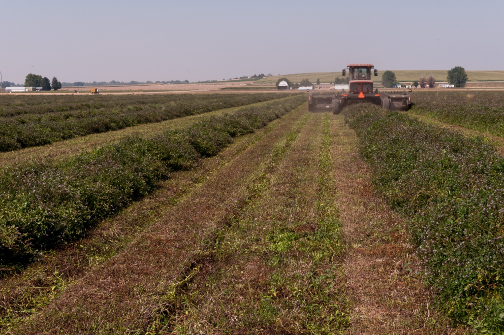 Sustainable mint farming practices for essential oil production